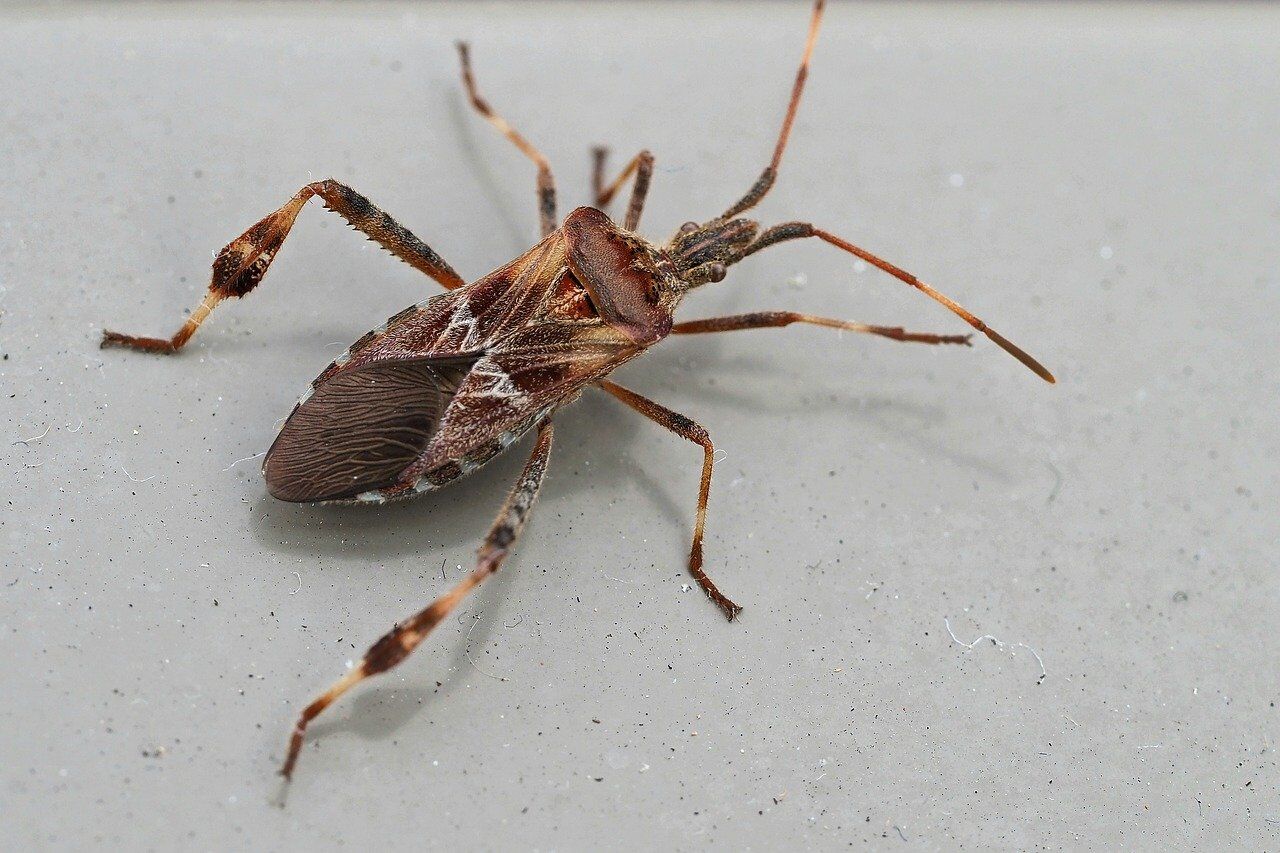 A beetle that will hopefully be identified and eliminated during a home pest inspection